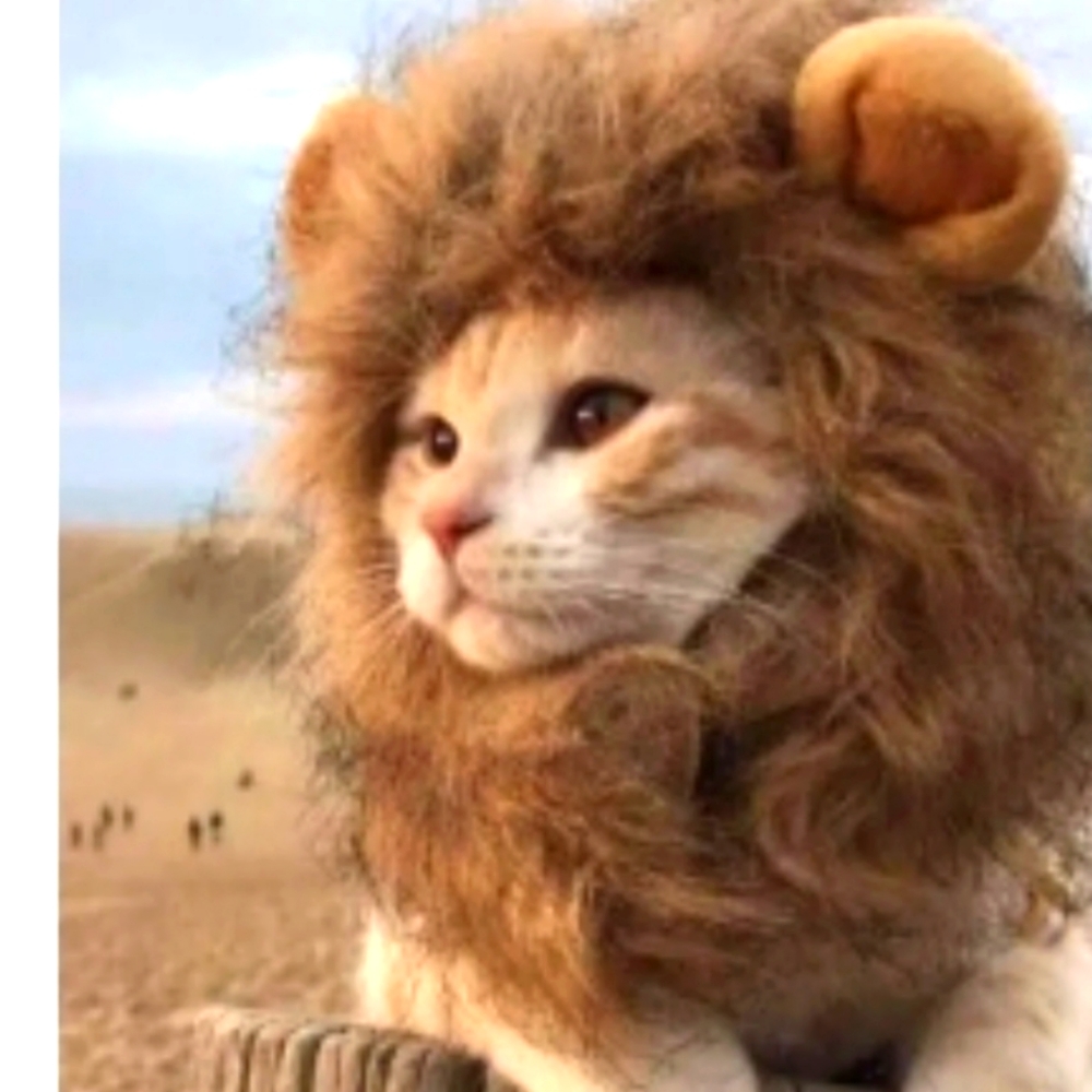 Lion pet hood